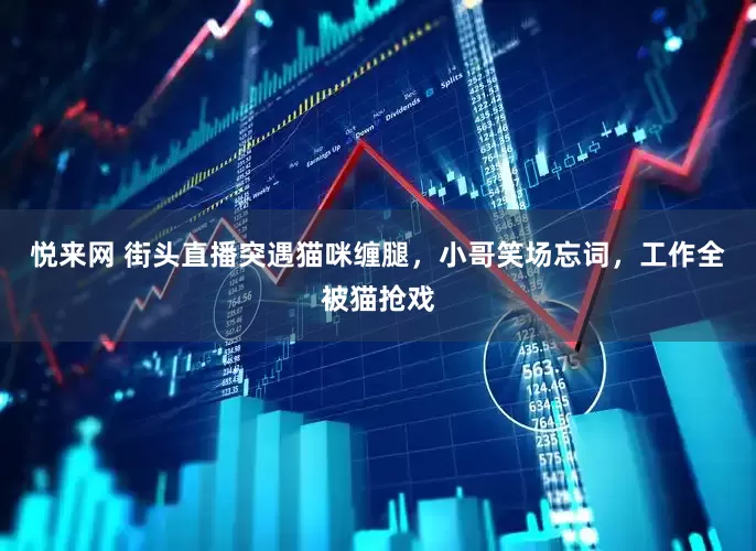 悦来网 街头直播突遇猫咪缠腿，小哥笑场忘词，工作全被猫抢戏