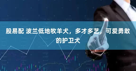 股易配 波兰低地牧羊犬，多才多艺，可爱勇敢的护卫犬